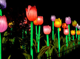 Jungle Island Illuminates Miami Nightlife with the Dazzling Return of Luminosa