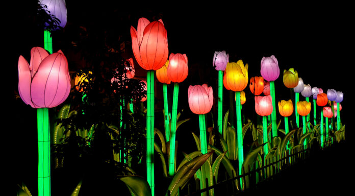 Jungle Island Illuminates Miami Nightlife with the Dazzling Return of Luminosa