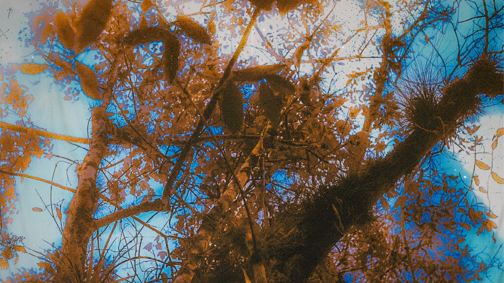 Diana Eusebio_Field of Dreams