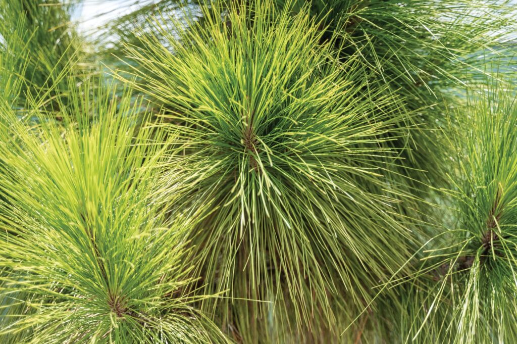 Kathryn Erickson textile artist