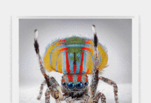 La Cometa Madrid: María Fernanda Cardoso, Arañas del Paraíso La Cometa Madrid