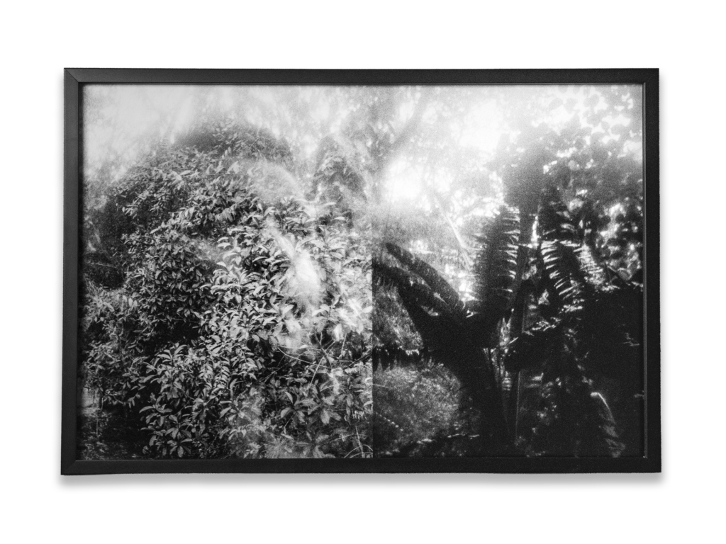 Alvaro Caviedes NIÑO SELVA